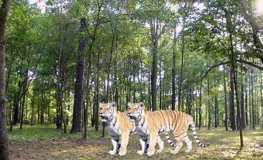 tigers in hazaribagh national park