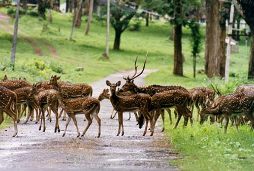 Deer of Nagarhole National Park