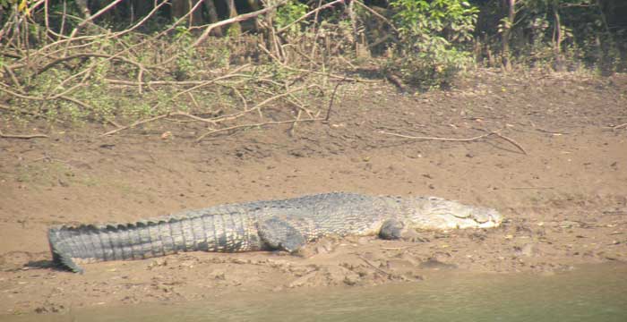 crocodile in bhitarkanika national park, Orissa Tourism
