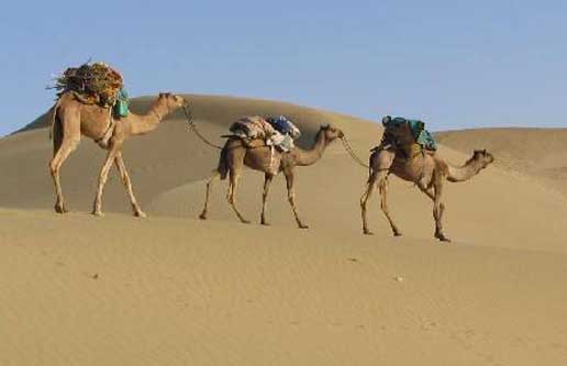 Camel of Thar Desert, Rajasthan
