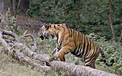 Rayal Bengal Tiger