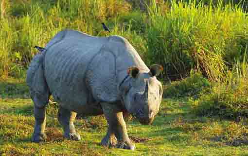 one-horned rhinoceros in jaldapara national park