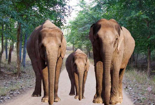 elephant safari, betla national park