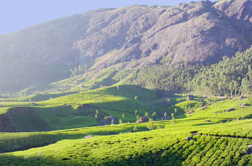 Munnar Hill Station Tea Garden City Kerala