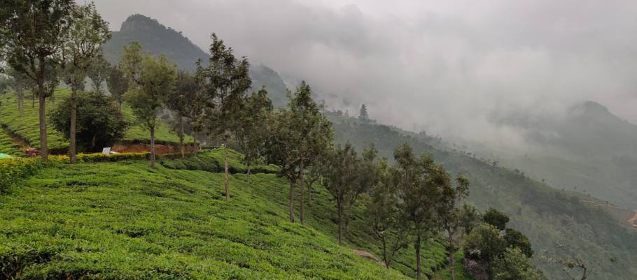 tea garden in coonoor