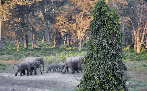 elephant, dooars in west bengal