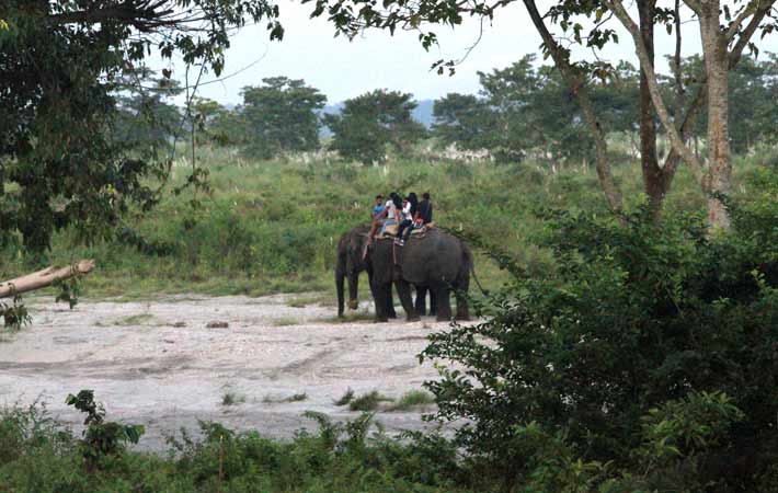 elephant safari at gorumara national park