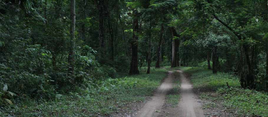 Gorumara National park or Garumara Forests, West Bengal