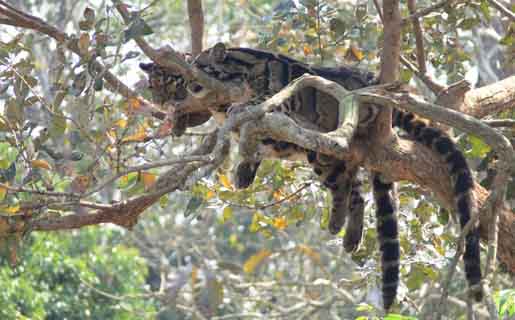 leopard in Mahananda Wildlife Sanctuary