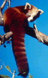 red panda